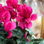 close up view of stunning magenta blooms on purple cyclamen holiday plant