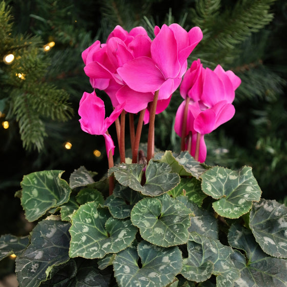 close up view of magenta blooms and intricate foliage on purple cyclamen in front of a christmas tree
