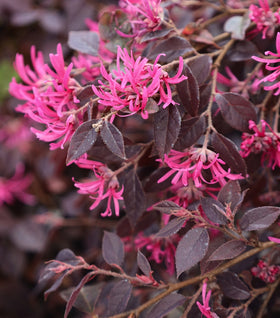 Purple Daydream® Loropetalum