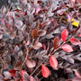 Close up of Loropetalum Purple Daydream with red leaves and some green leaves