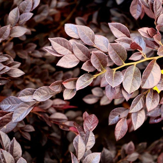 Loropetalum Purple Daydream with purple red leaves