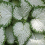Close-up of Purple Dragon Lamium silver and green variegated leaves