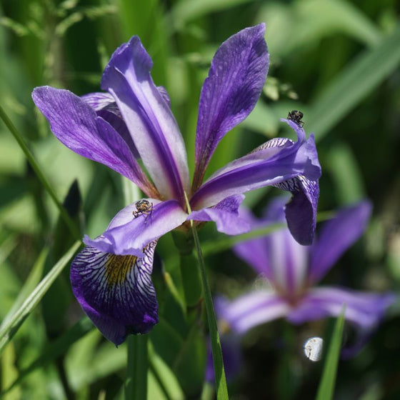 Iris Purple Flame blooming along a sunny walkway in a cottage garden border