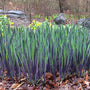 Purple Flame Bearded Iris with ruffled purple flowers and upright green foliage