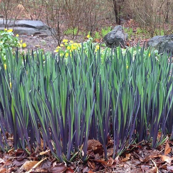 Purple Flame Bearded Iris with ruffled purple flowers and upright green foliage