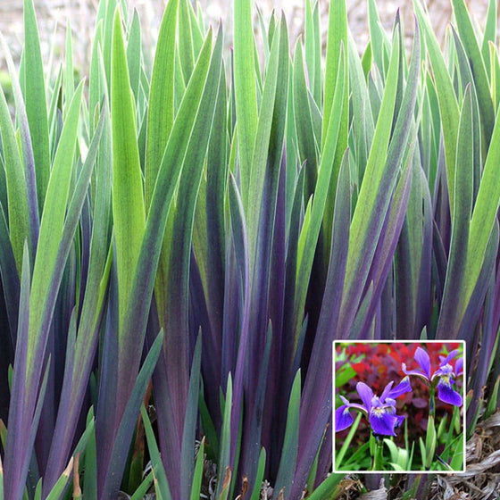 Purple Flame Iris rhizomes growing in well-drained soil with sword-like foliage
