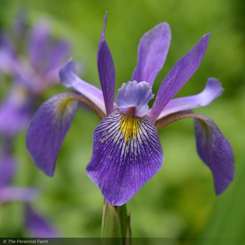 Purple Flame Blue Flag Iris | Native Wet Soil Iris