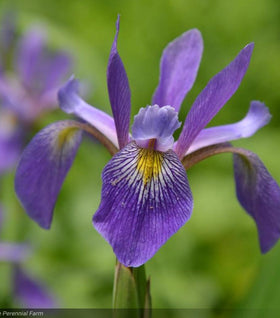Purple Flame Blue Flag Iris