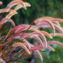 close up of bright plumes on purple fountain grass fall interest plant