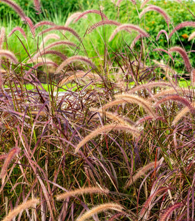 Purple Fountain Grass