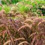 vibrant foliage and blooms on purple fountain grass