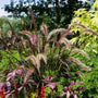 purple fountain grass in a mixed garden