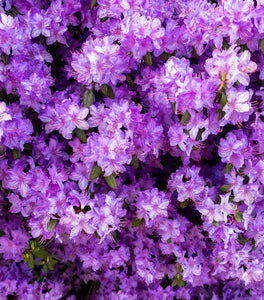 Purple Gem Rhododendron