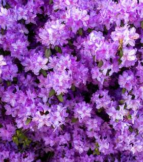Purple Gem Rhododendron