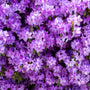 Purple Gem Rhododendron covered in vivid purple spring flowers with compact evergreen foliage in a shaded foundation planting