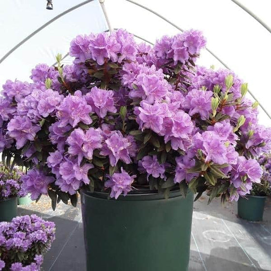 Purple Gem Rhododendron flowering in a 3-Gallon Pot
