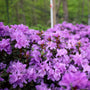 Close up of Purple Gem Rhododendron bush with purple ruffled flowers and green foliage