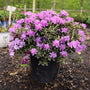 Purple Gem Rhododendron shrub in full bloom with purple flowers and green foliage