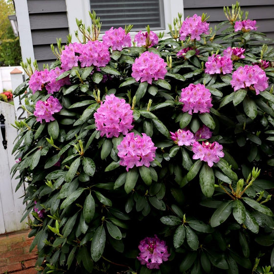 purple gem rhododendron in the landscape
