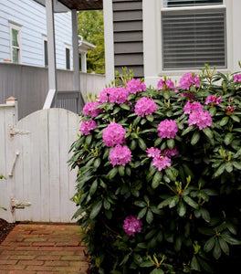 Purple Gem Rhododendron