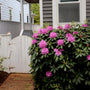 purple gem rhododendron in the landscape