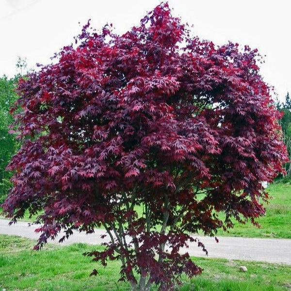 Buy Purple Ghost Japanese Maple Tree Online | Garden Goods Direct