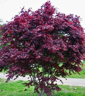 Purple Ghost Japanese Maple