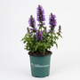 A potted plant of purple flowers with green leaves in a dark green nursery pot, featuring the 'Wildflower Garden Goods' logo, set against a plain white background.