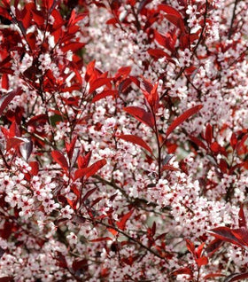 Purple Leaf Sand Cherry