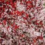 white blooms and red foliage of the purple leaf sand cherry shrub