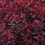Fall foliage of the purple leave sand cherry shrub