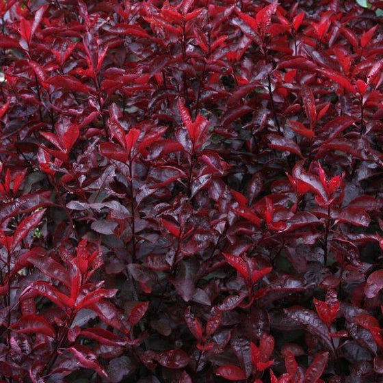 Fall foliage of the purple leave sand cherry shrub
