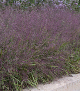Purple Love Grass