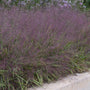 Drought tolerant Purple Love Grass growing in dry sandy soil in full sun