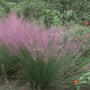 Native Eragrostis spectabilis used on a sunny slope with low-maintenance perennials