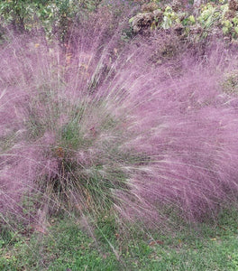 Purple Love Grass