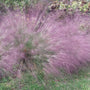 Purple Love Grass in flower