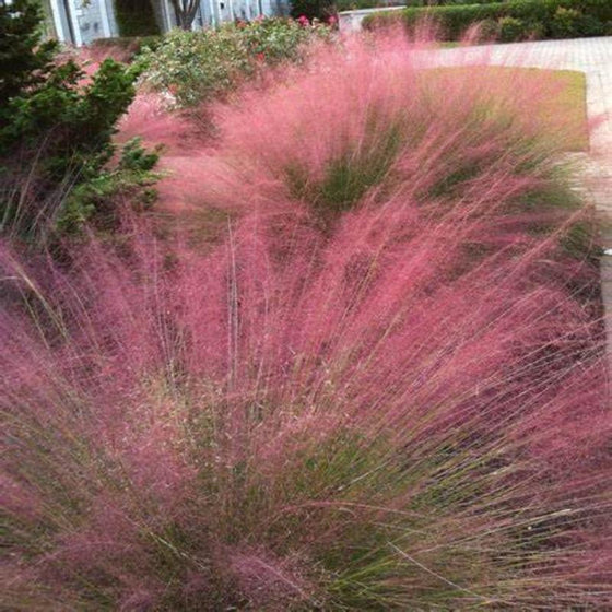 Purple Love Grass Eragrostis in the Landscape