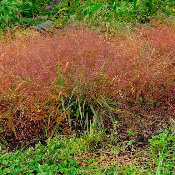 Purple Love Grass Seed Heads