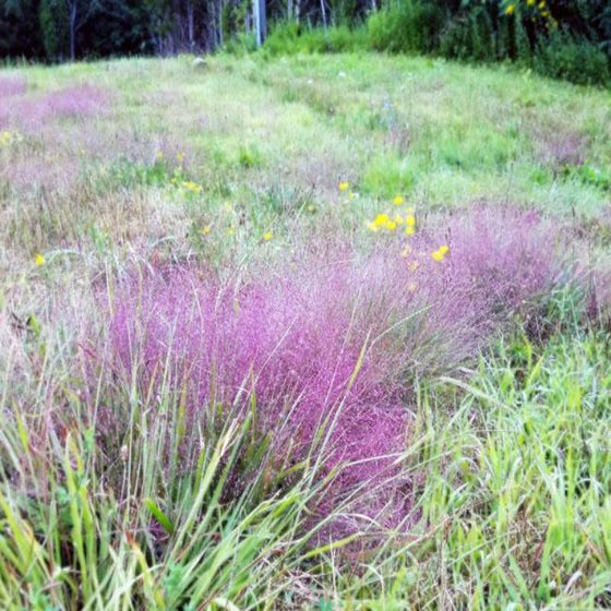 Purple Love Grass in a meadow