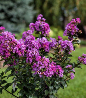 Purple Magic Crape Myrtle