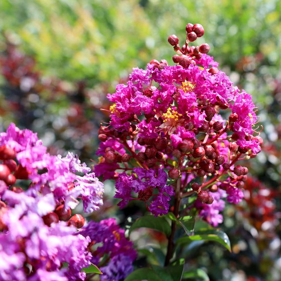 Purple Magic Crape Myrtles for Sale | Garden Goods Direct