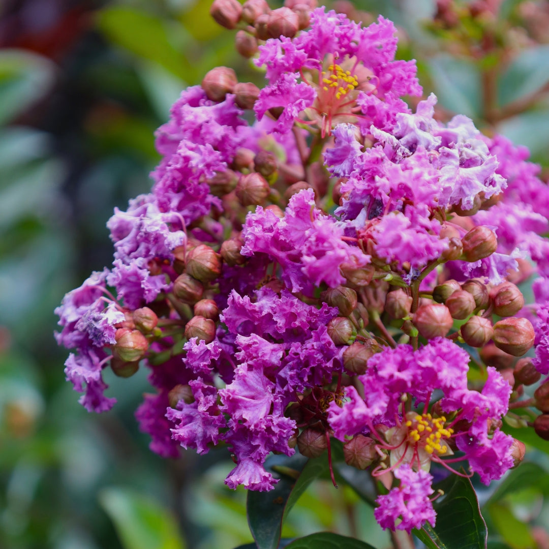 Purple Magic Crape Myrtles for Sale | Garden Goods Direct