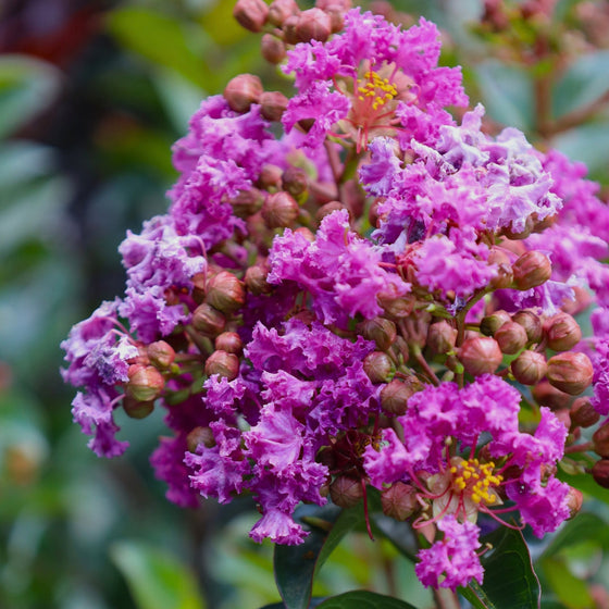 Purple Magic Crape Myrtles For Sale 