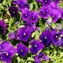 cluster of purple annuals in fall