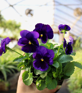 Purple Pansies