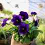 stunning purple pansies fall annual