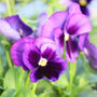 purple pansy in the sun