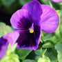 Purple Pansies
