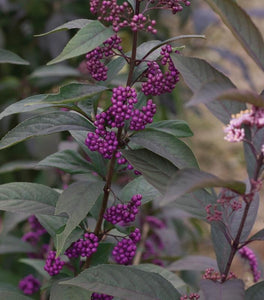 Purple Pearls Beautyberry